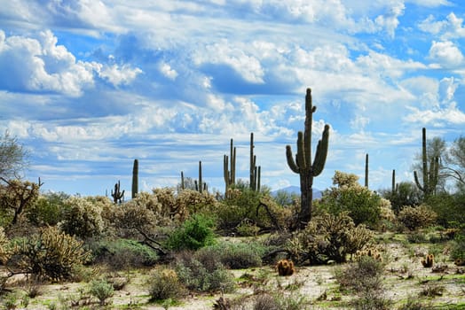 The Sonora desert in central Arizona USA