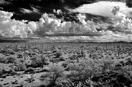 Sonora desert in Infrared central Arizona USA