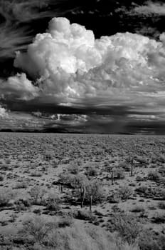 Sonora desert in Infrared central Arizona USA
