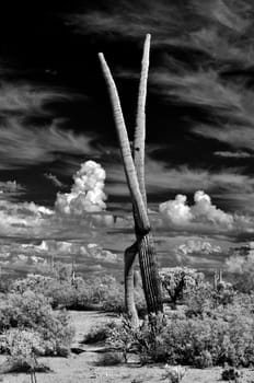 Sonora desert in Infrared with saguaro cactus central Arizona USA