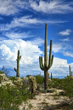 Saguaro Cactus cereus giganteus in Arizona Sonora desert