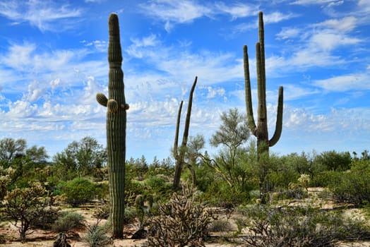 Saguaro Cactus cereus giganteus in Arizona Sonora desert