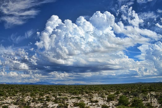 The Sonora desert in central Arizona USA