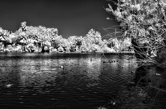 Infrared Monochrome jungle lagoon with palm trees