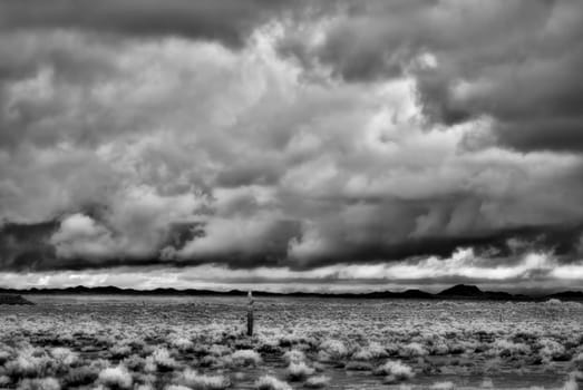 Sonora desert in Infrared central Arizona USA