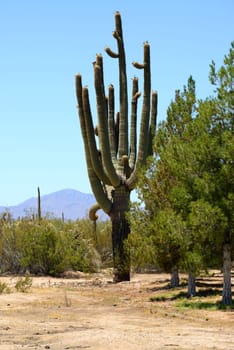 Saguaro Cactus cereus giganteus in Arizona Sonora desert