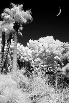 Infrared Monochrome jungle lagoon with palm trees and crescent moon