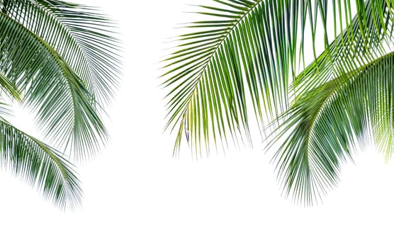 Green leave of coconut palm tree isolated on white background