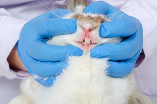 Veterinarian hands with blue glove checking or examining teeth and gum of white rabbit