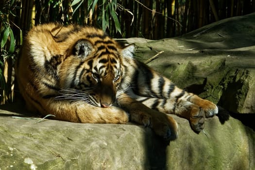 Tige