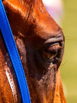 Closeup portrait of red stallion sideways.
