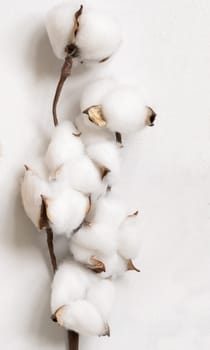 Cotton flowers branch on white table top view. Spring rustic, cottage chic or bohemian concept