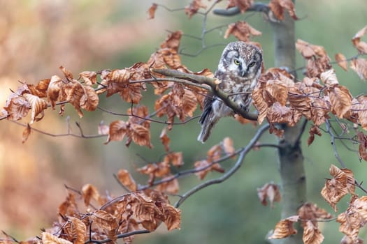 Cute boreal owl  is sitting on the tree branch. Horizontally.