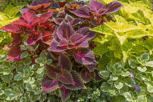 Beautiful red and green plant wall background created from Coleus Plant and other plants.
