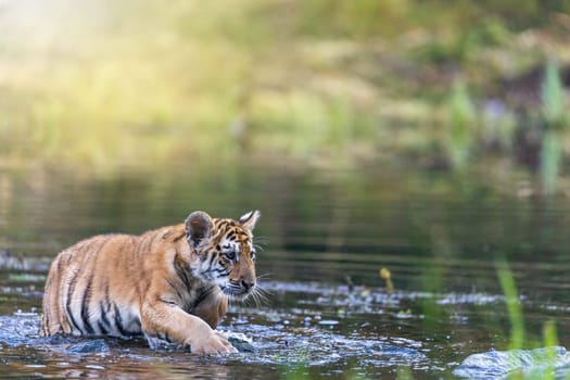 Cute Bengal tiger cub emerges from the water. Horizontally.
