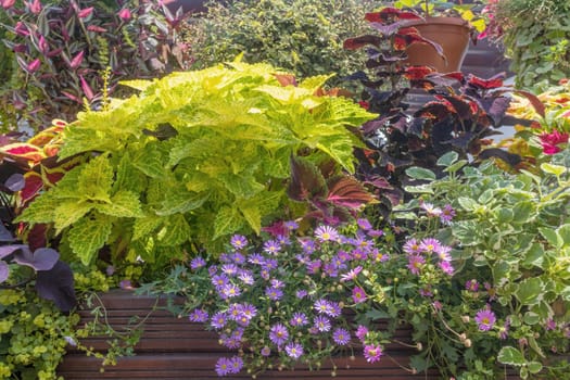 Coleus Plant and plant made of purple flowers creating colorful background.  Horizontally.