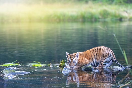 Cute Bengal tiger cub is standing on the stone in the lake.