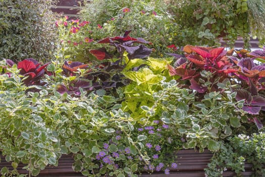 Geen plant wall background created from Coleus Plant. Horizontally.