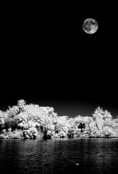 Infrared Monochrome moon rise jungle lagoon with palm trees