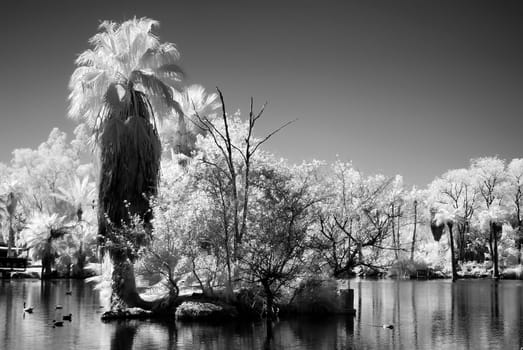 Infrared Monochrome jungle lagoon with palm trees