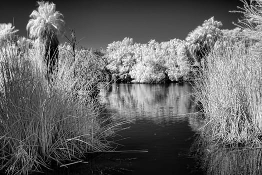 Infrared Monochrome jungle lagoon with palm trees