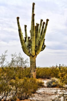 Saguaro cactus Sonora desert and San Tan Mountains in central Arizona USA