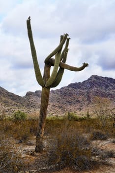 Saguaro Cactus cereus giganteus in Arizona Sonora desert