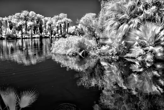 Infrared Monochrome jungle lagoon with palm trees