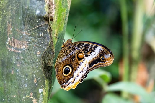 Owl Butterfly (Caligo memnon) posing on tree showing false eyesposts. Horizontally.