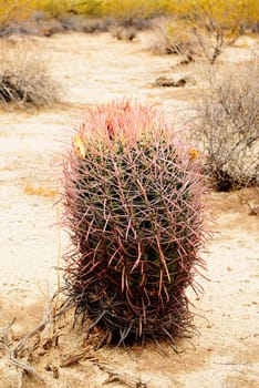 Barrel cactus Sonora desert and San Tan Mountains in central Arizona USA