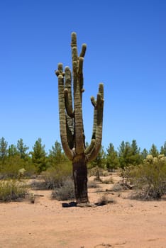 Ancient and old Saguaro Cactus cereus giganteus in Arizona Sonora desert