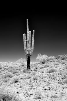 Infrared Saguaro Cactus cereus giganteus in Arizona Sonora desert