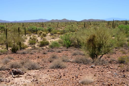 The Sonora desert and distant mountains in central Arizona USA