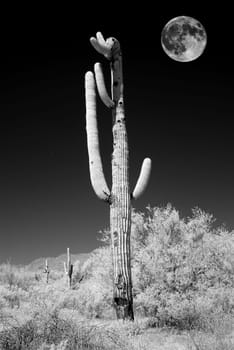 Infrared Moon rising Sonora desert saguar cactuse in central Arizona USA