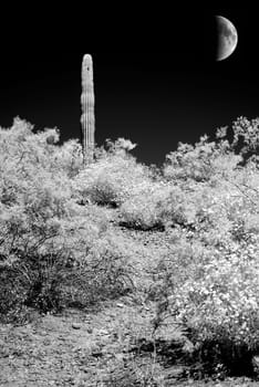 Infrared monochrome desert moon over the southwestern USA Sonora desert Arizona and mountains