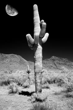 Infrared Moon rising Sonora desert saguar cactuse in central Arizona USA