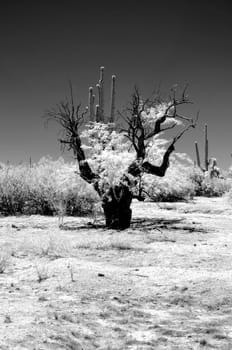 The Sonora desert in central Arizona USA in monochrome infrared