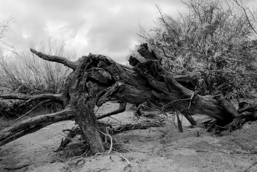 Sonora desert Dead tree in dry wash in Infrared central Arizona USA