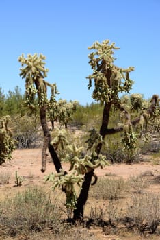 Cholla cactus during bright summer day sonora desert Arizona USA