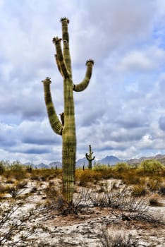Saguaro Cactus cereus giganteus in Arizona Sonora desert San Tan mountains