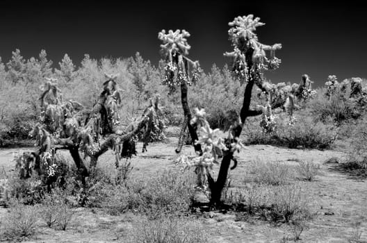 Infrared monochrome image of Cholla cactus Sonora Desert Arizona