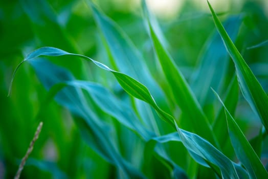 Abstract selective focus agricultural image with copy space. Green leaves in natural sunlight in a corn field nature background