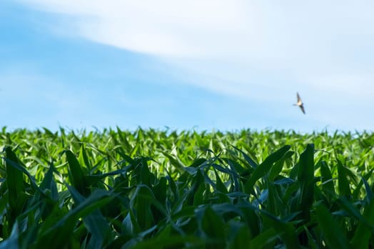 Big blue sky and green corn stalks to the horizon. Selective focus on foreground with copy space and defocused nature background with swooping bird and no people