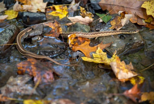 Great camouflage pattern visible on a Pennsylvania garter snake thamnophis sirtalis as it slides acros stones in a flowing woodland stream past yellow autumn leaves. Selective focus with copy space, no people, nature background shot in natural light.