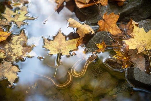 Pennsylvania garter snake thamnophis sirtalis in a beautiful autumn forest stream with bright yellow leaves. Its head sticks out if the water. Beautiful reflection in the water surface of a cloudy sky, great camouflage pattern, colros and textures with no people, shot in natural light with copy space.