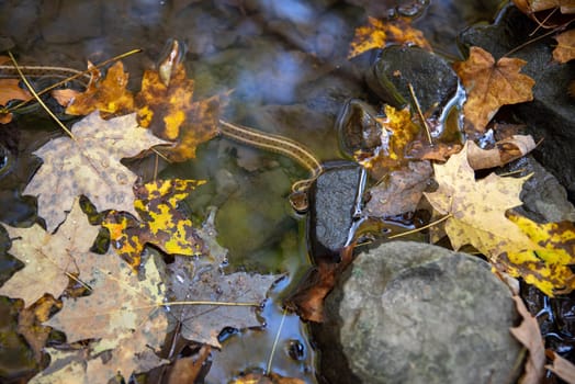 Camouflaged garter snake thamnophis sirtalis lifts his head out of a Pennsylvania stream alongside stones and autumn yellow leaves. Copy space, no people, shot in natural light. A tranquil nature background scene