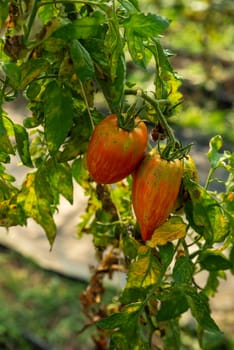 Ripe heirloom roma plum tomatoes on a vine with green leaves in the bright sunshine. Vertical image with copy space and no people.