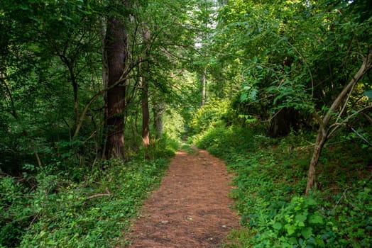 Hiking trail leads away from camera into a lush green forest with tall trees and dappled sunlight. Tranquil solitude concept nature background shot in natural light with no people and copy space
