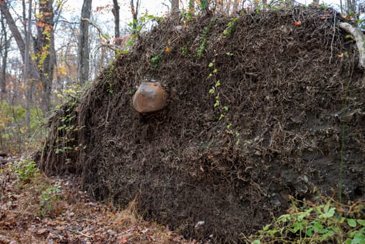 Excellent nature background texture of soil and tangled roots of upturned tree in woodland setting. One large root protrudes from the root mass. Natural light, no people, with copy space.