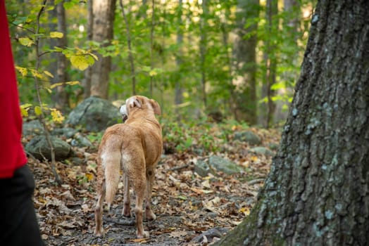 Active lifestyle golden retriever in the woods with a green foliage defocused background, with copy space